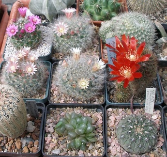  Выставка 03-05.06.2011 на Куликовом поле