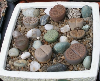  Выставка 03-05.06.2011 на Куликовом поле