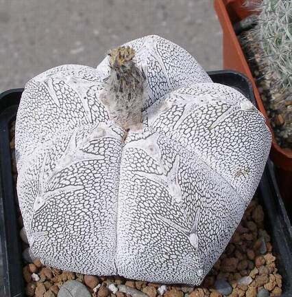  Выставка 03-05.06.2011 на Куликовом поле