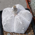  Выставка 03-05.06.2011 на Куликовом поле