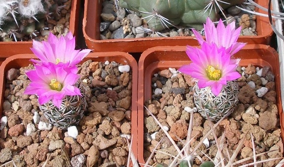  Выставка 03-05.06.2011 на Куликовом поле