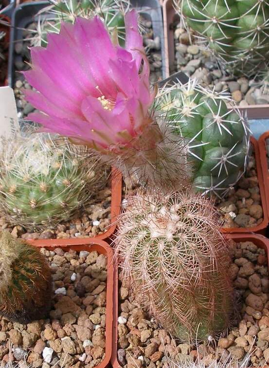  Выставка 03-05.06.2011 на Куликовом поле