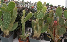  Выставка 03-05.06.2011 на Куликовом поле