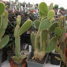  Выставка 03-05.06.2011 на Куликовом поле