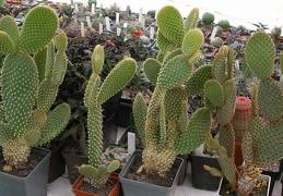  Выставка 03-05.06.2011 на Куликовом поле