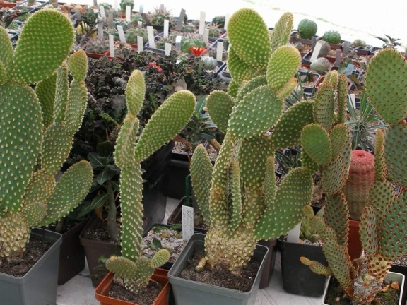  Выставка 03-05.06.2011 на Куликовом поле