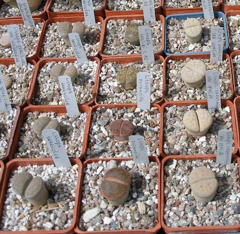  Выставка 03-05.06.2011 на Куликовом поле