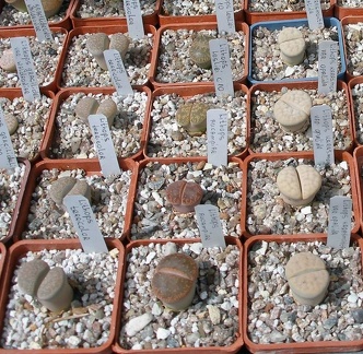  Выставка 03-05.06.2011 на Куликовом поле