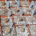  Выставка 03-05.06.2011 на Куликовом поле