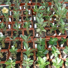  Выставка 03-05.06.2011 на Куликовом поле