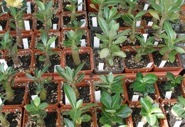  Выставка 03-05.06.2011 на Куликовом поле