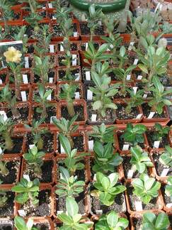  Выставка 03-05.06.2011 на Куликовом поле