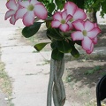  Выставка 03-05.06.2011 на Куликовом поле
