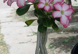  Выставка 03-05.06.2011 на Куликовом поле