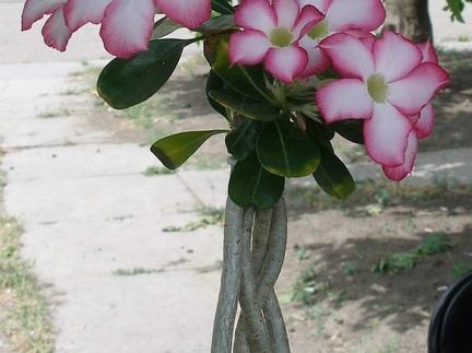 Выставка 03-05.06.2011 на Куликовом поле