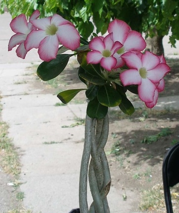  Выставка 03-05.06.2011 на Куликовом поле