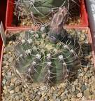  Выставка 03-05.06.2011 на Куликовом поле