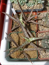  Выставка 03-05.06.2011 на Куликовом поле