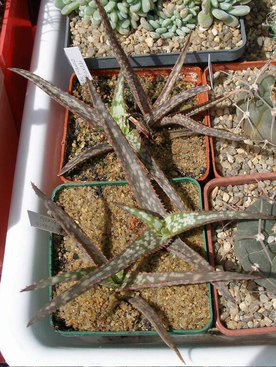  Выставка 03-05.06.2011 на Куликовом поле