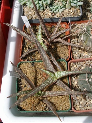  Выставка 03-05.06.2011 на Куликовом поле