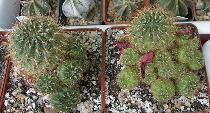  Выставка 03-05.06.2011 на Куликовом поле