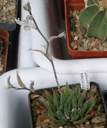  Выставка 03-05.06.2011 на Куликовом поле