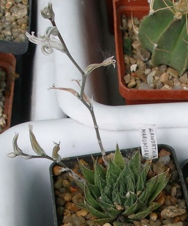  Выставка 03-05.06.2011 на Куликовом поле