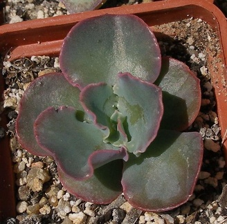  Выставка 03-05.06.2011 на Куликовом поле