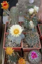  Выставка 03-05.06.2011 на Куликовом поле