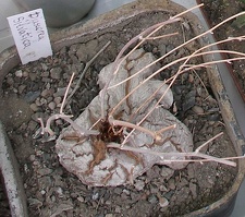  Выставка 03-05.06.2011 на Куликовом поле