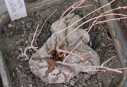  Выставка 03-05.06.2011 на Куликовом поле