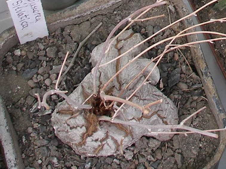  Выставка 03-05.06.2011 на Куликовом поле