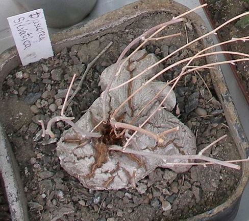  Выставка 03-05.06.2011 на Куликовом поле