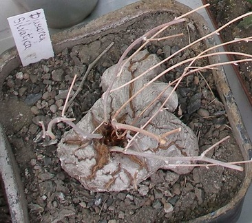  Выставка 03-05.06.2011 на Куликовом поле