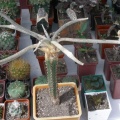  Выставка 03-05.06.2011 на Куликовом поле