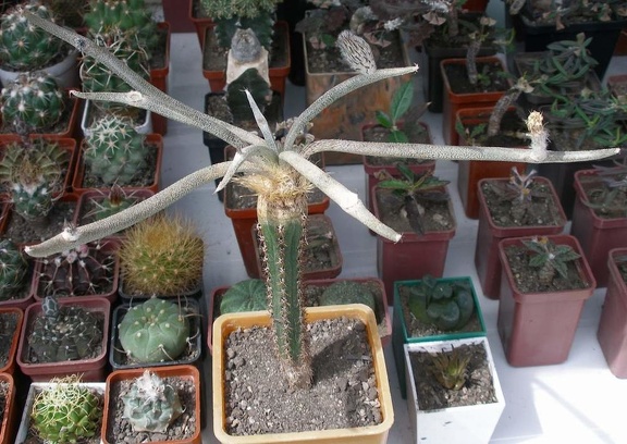  Выставка 03-05.06.2011 на Куликовом поле