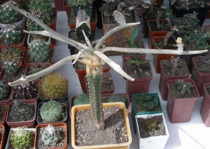  Выставка 03-05.06.2011 на Куликовом поле