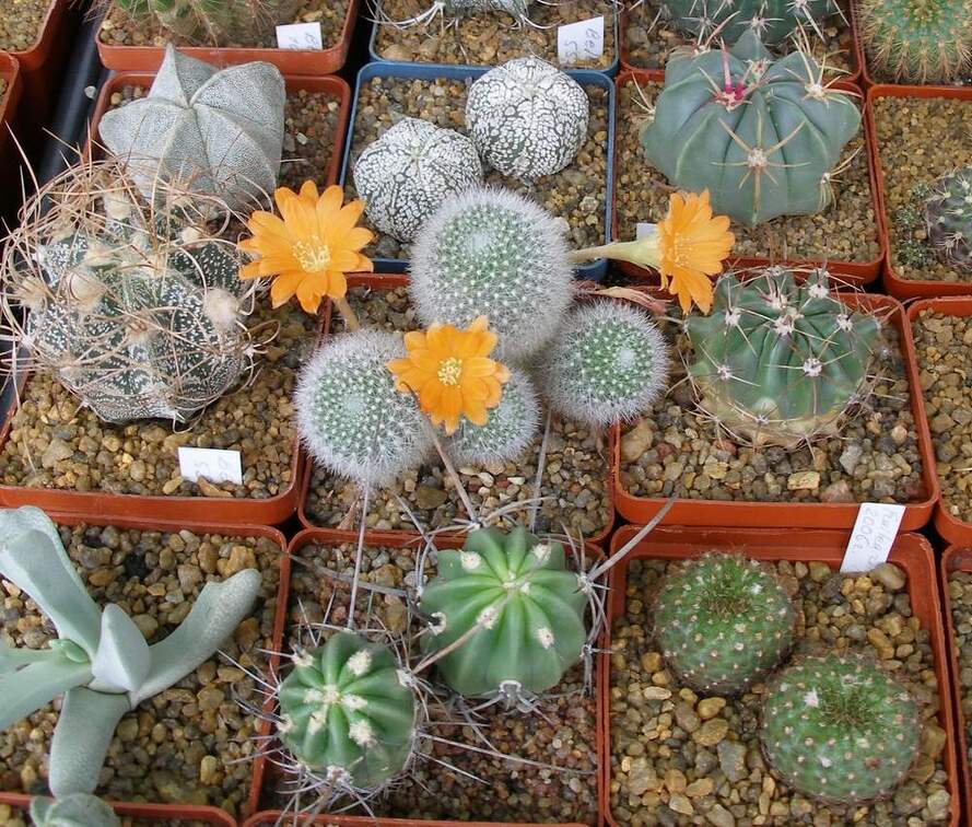  Выставка 03-05.06.2011 на Куликовом поле