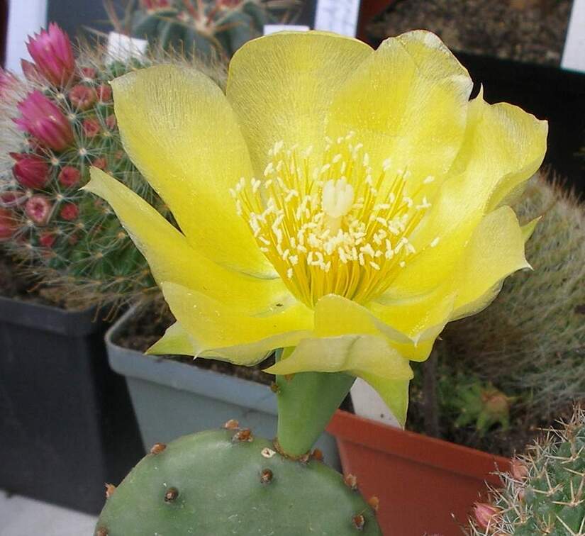  Выставка 03-05.06.2011 на Куликовом поле