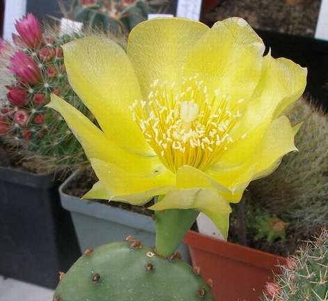  Выставка 03-05.06.2011 на Куликовом поле