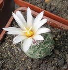  Выставка 03-05.06.2011 на Куликовом поле