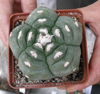  Выставка 03-05.06.2011 на Куликовом поле