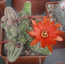  Выставка 03-05.06.2011 на Куликовом поле