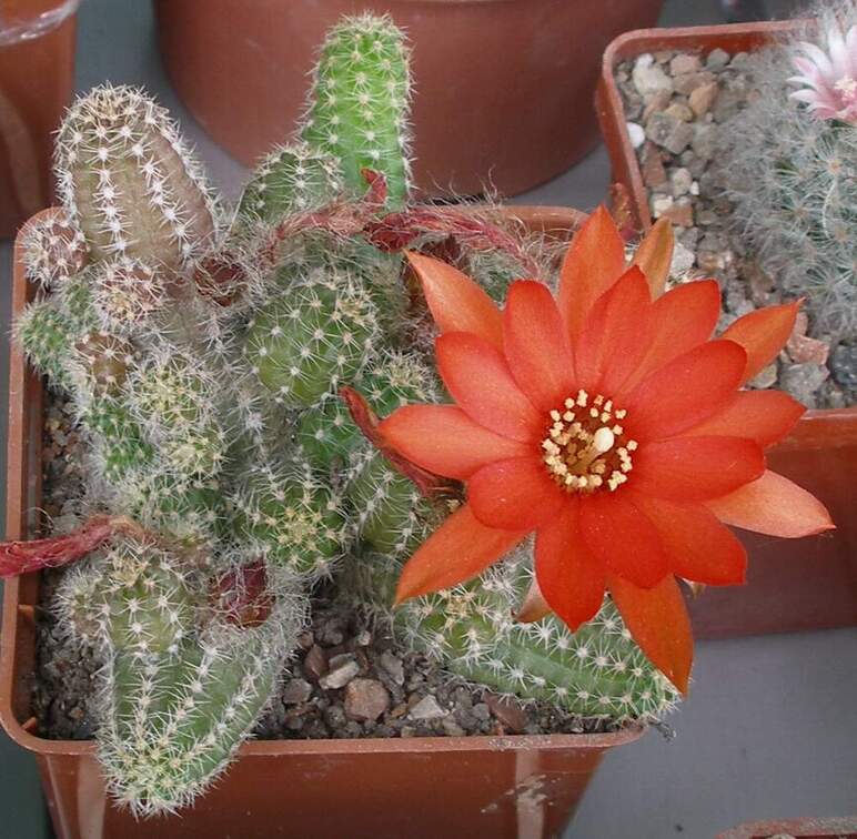  Выставка 03-05.06.2011 на Куликовом поле