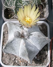  Выставка 03-05.06.2011 на Куликовом поле