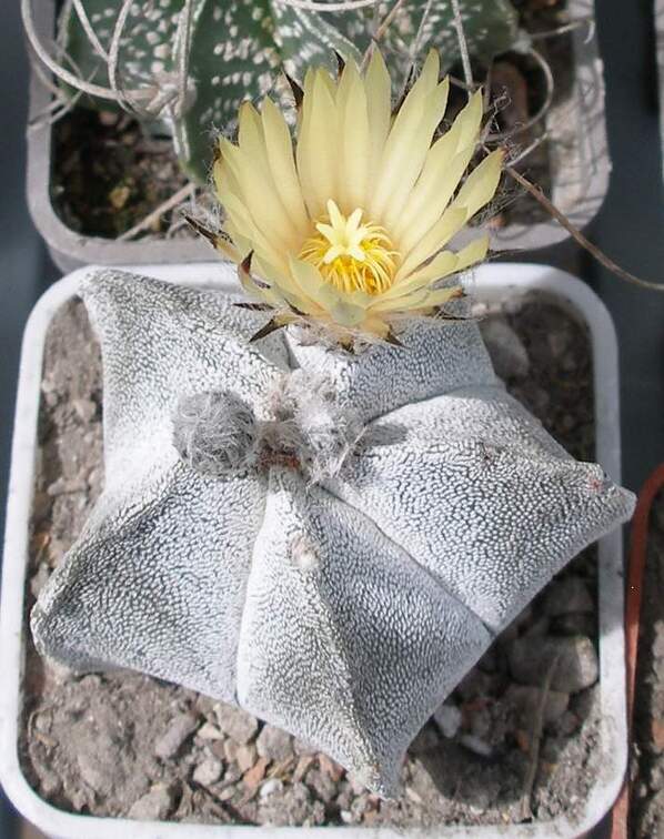  Выставка 03-05.06.2011 на Куликовом поле