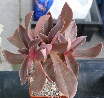  Выставка 03-05.06.2011 на Куликовом поле