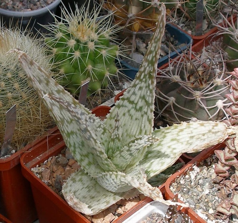  Выставка 03-05.06.2011 на Куликовом поле