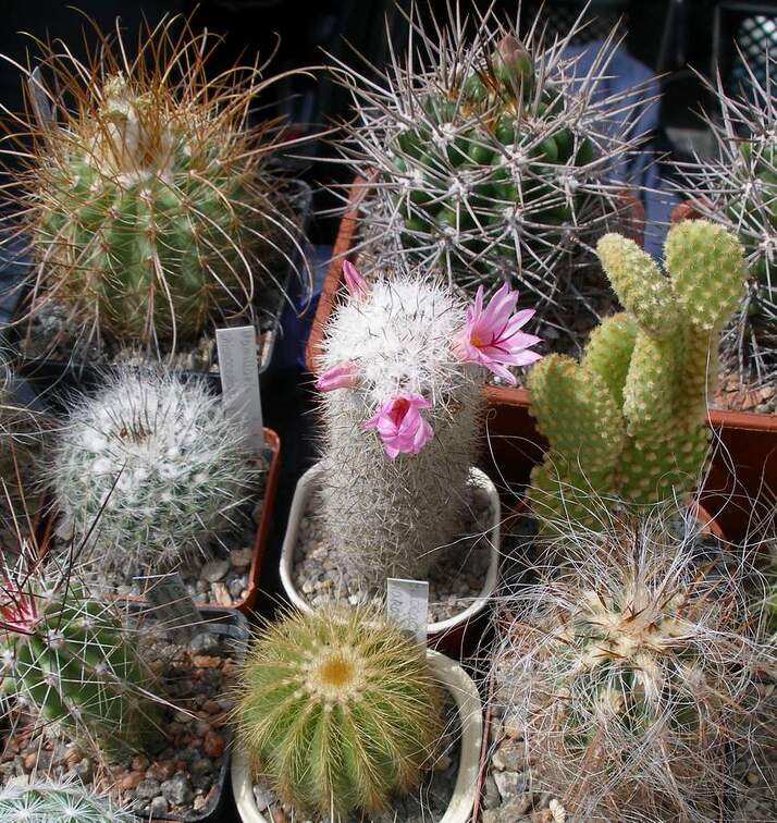  Выставка 03-05.06.2011 на Куликовом поле