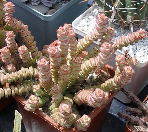  Выставка 03-05.06.2011 на Куликовом поле